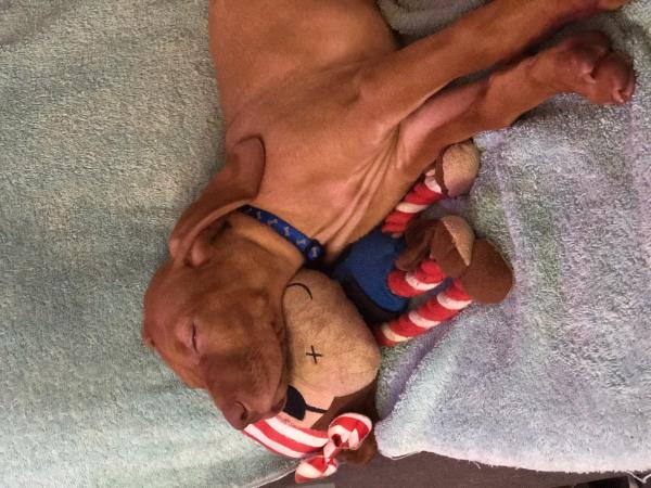 /images/uploads/juneau animal rescue/alaskapets2020/entries/15023thumb.jpg
